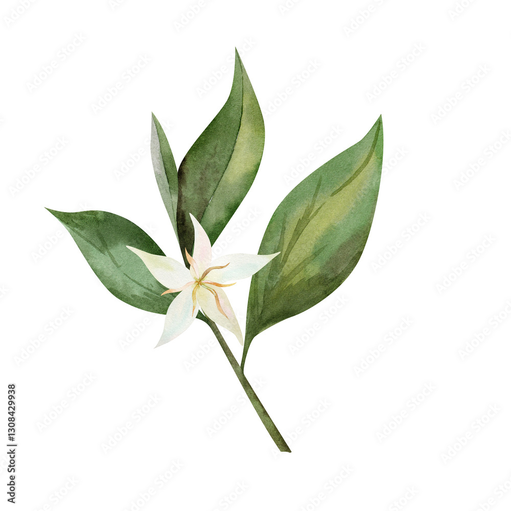 Coffee plant green leaves and white flower. Hand drawn watercolor illustration, for shop, cafe, banner, postcard, coffee packaging design.. Coffee plant green leaves and white flower. Hand drawn watercolor illustration, for shop, cafe, banner, postcard, coffee packaging design..