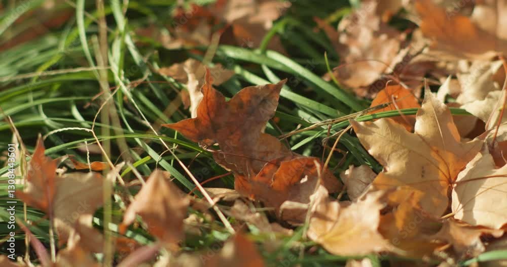 Appreciating autumn leaves in late autumn and enjoying autumn