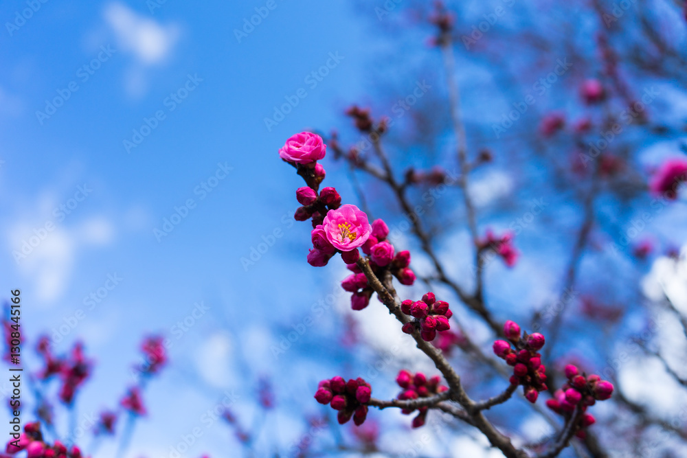 Close-up of red plum blossoms under the blue sky Close-up of red plum blossoms under the blue sky