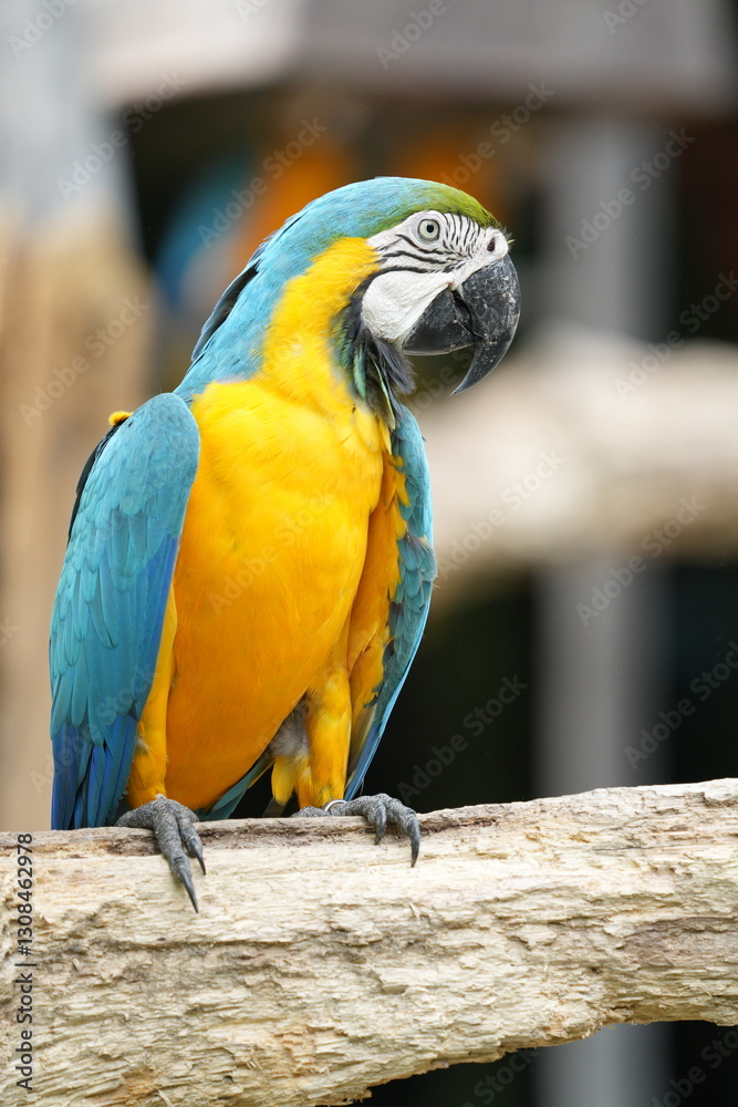 Obraz premium A colorful macaw stands on a branch for easy photography.