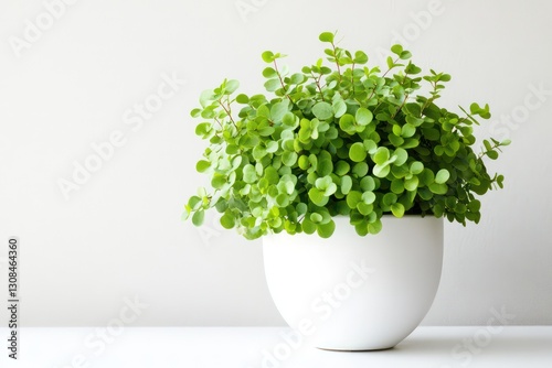 A clean and contemporary image of a green leafy plant inside a white vase, isolated for a minimalist look.