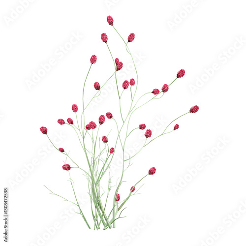 beautiful Sanguisorba officinalis plants isolated on Canvas