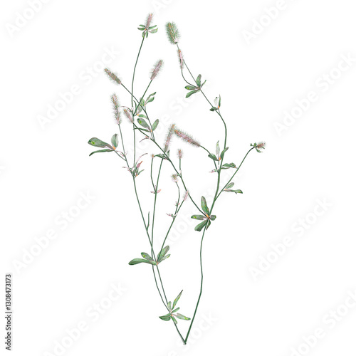 фотографія collection of Hare's-foot clover with realistic style