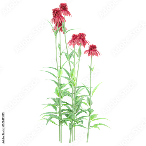 collection of Purple coneflower isolated on transparent Canvas