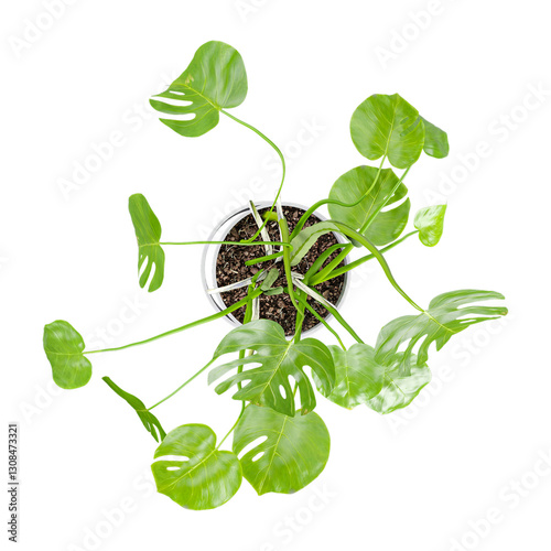 collection of Swiss cheese plant in pot with realistic style from top view