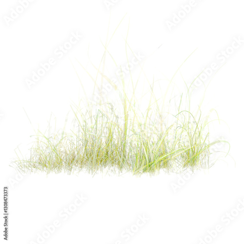 collection of wild grass isolated on transparent Canvas