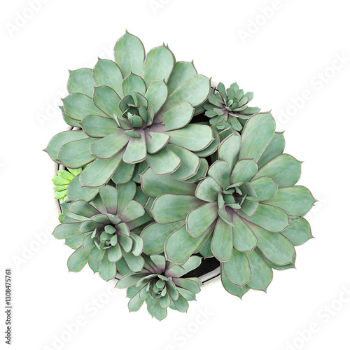3D rendering of Echeveria Plant isolated on transparent canvas from top view