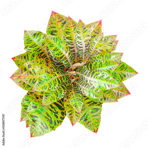 collection of Crotons plant in planter with realistic style from top view