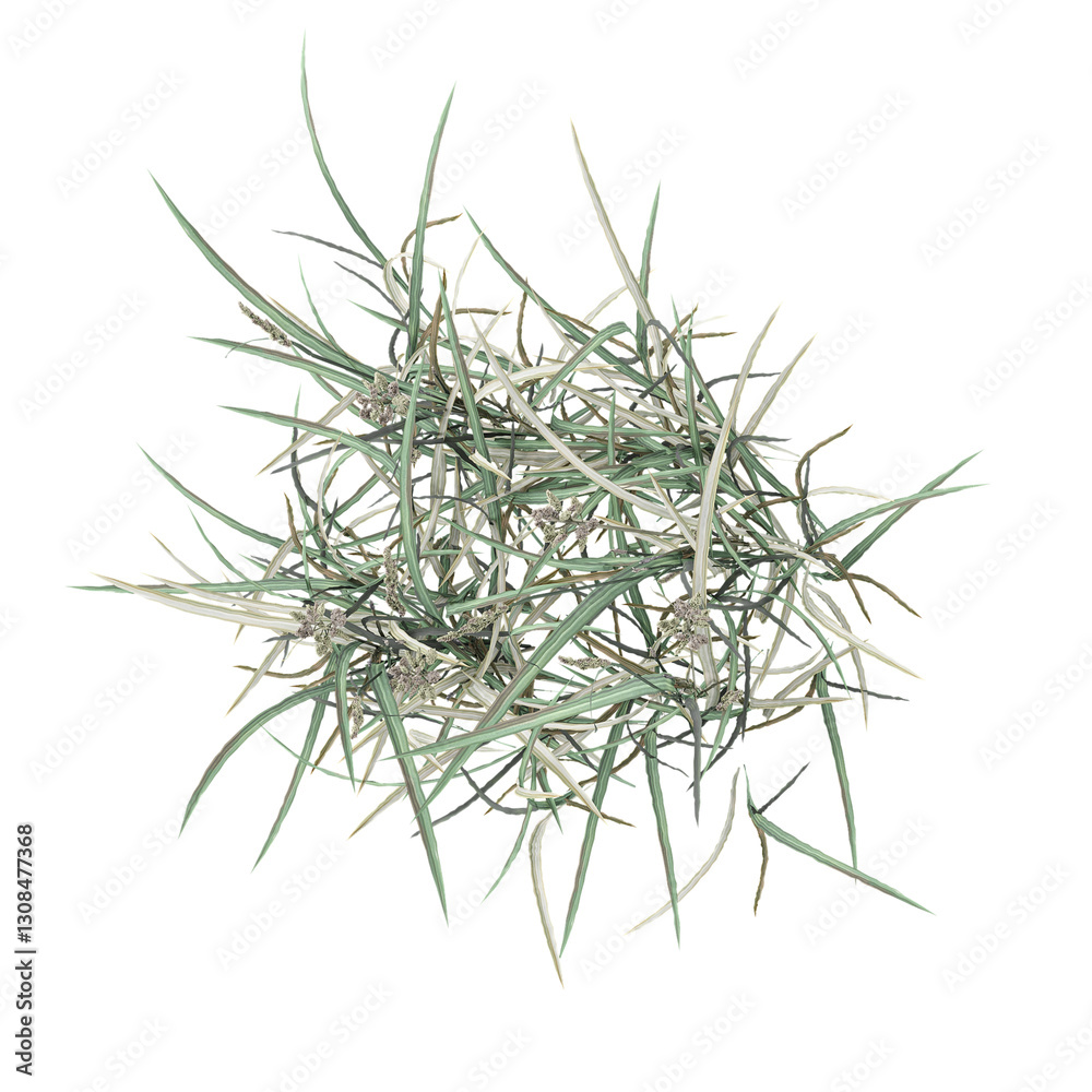 collection of green wild grass with realistic style from top view collection of green wild grass with realistic style from top view