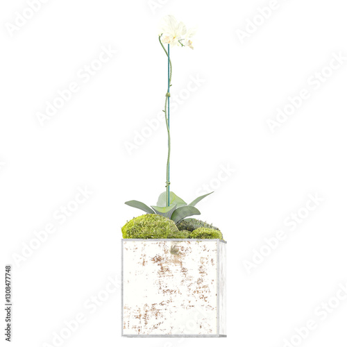 Green beautiful Amaryllis plant in planter isolated on Canvas