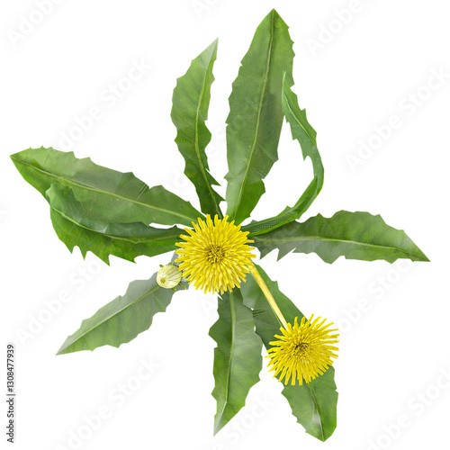 Green beautiful Dandelions Tree isolated on Canvas from top view
