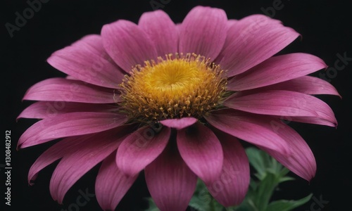 Romantic Lotus Flower with Water Drops on Black Background