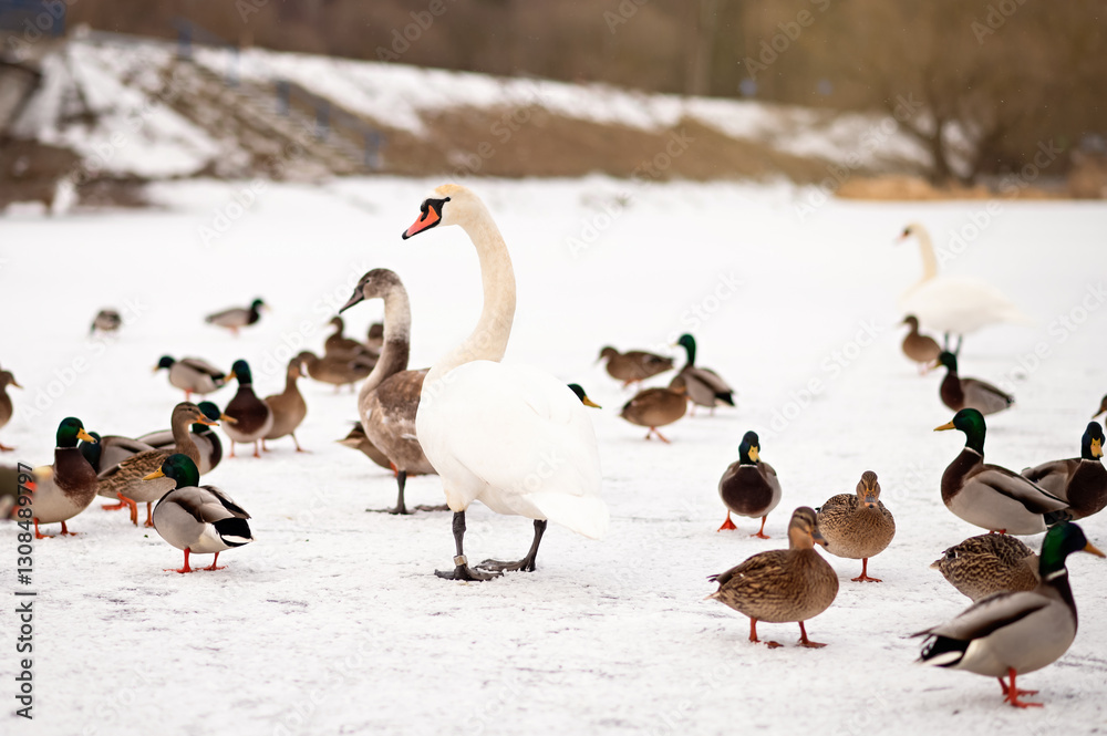 Fototapeta premium A majestic white swan stands among a flock of ducks on a frozen lake in winter. The contrast of the bright white swan and colorful mallards creates a serene seasonal wildlife scene.