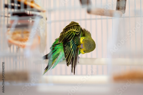 Foto Green and yellow budgerigar preening its feathers inside a cage