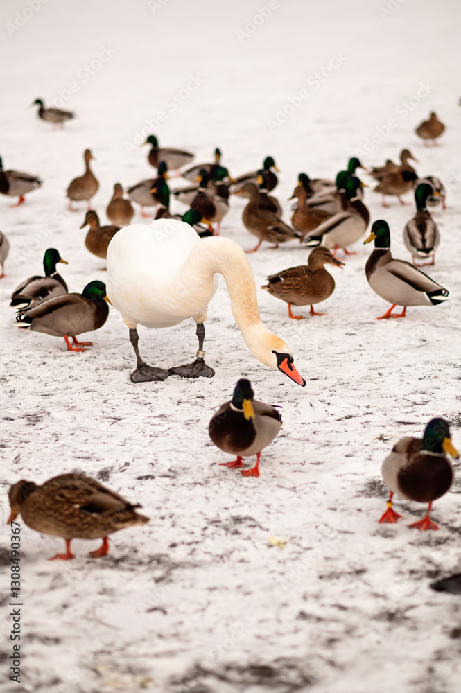 Fototapeta premium Majestic white swans stand among a flock of ducks on a frozen lake in winter. The contrast of bright white swan and colorful mallards creates a serene seasonal wildlife scene.