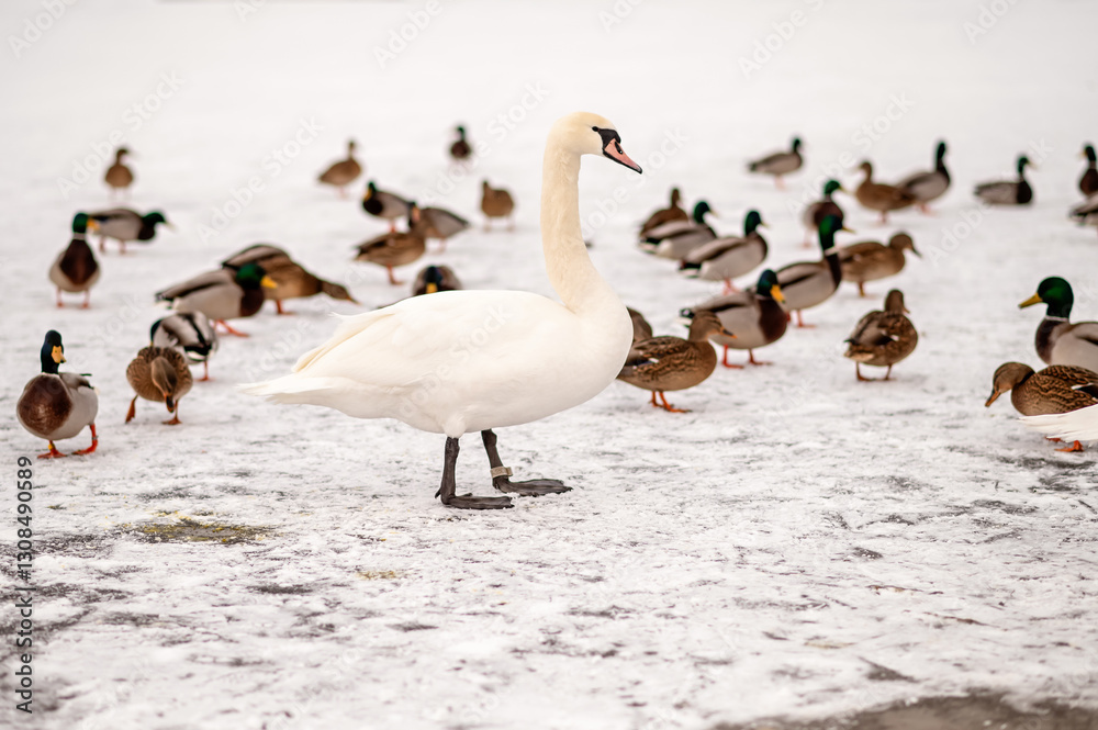 Fototapeta premium Majestic white swans stand among a flock of ducks on a frozen lake in winter. The contrast of bright white swan and colorful mallards creates a serene seasonal wildlife scene.