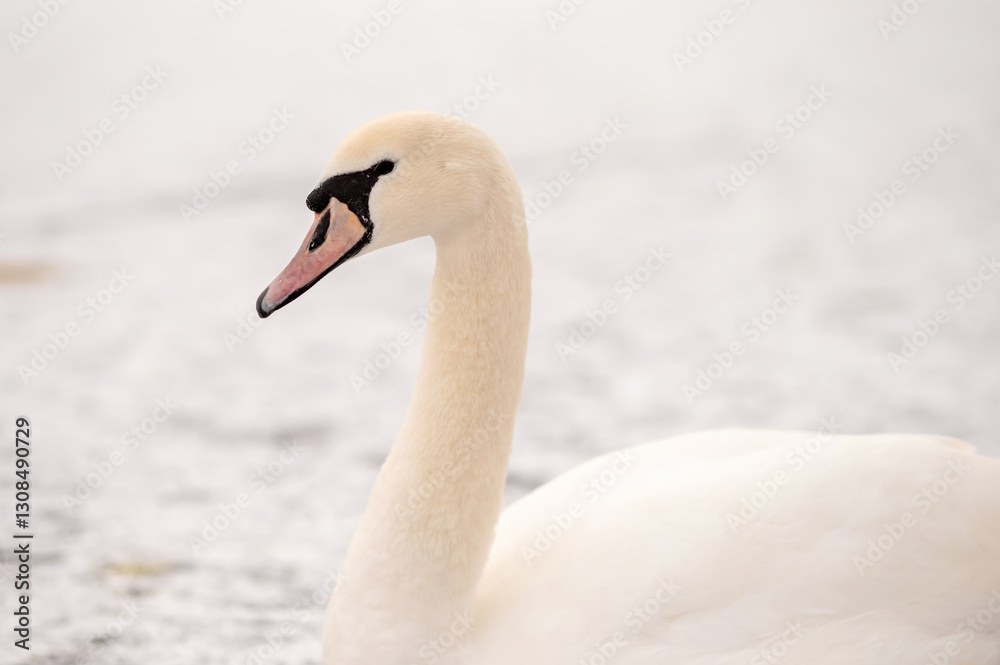Fototapeta premium Close-up of a majestic white swan sitting on a frozen lake in winter. The day is nearing sunset