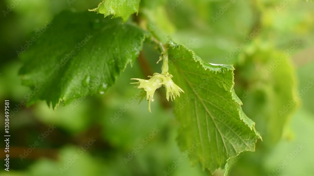 The wind sways the hazelnut ovaries on a tree branch. The wind sways the hazelnut ovaries on a tree branch.