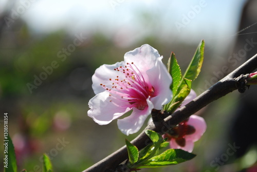 Spring blossoms on a branch on a sunny day. A beautiful and colorful scene of spring season photo