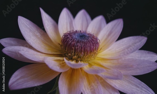 Romantic Lotus Flower with Water Drops on Black Background