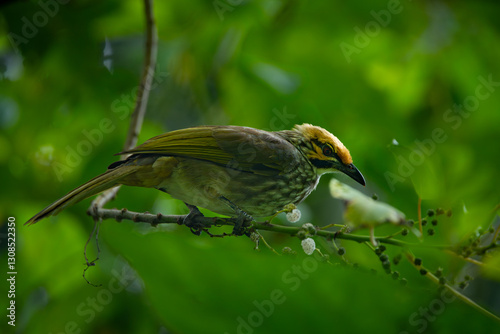 Critically endangered straw-headed bulbul perching on tree branch with dense leaves, found in Bukit Timah, Singapore, with natural bokeh background photo