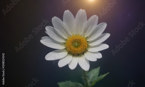 Romantic Lotus Flower with Water Drops on Black Background
