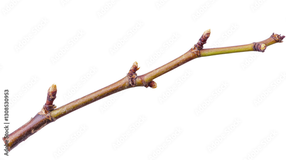 Tree branch showing emerging spring buds on transparent background Tree branch showing emerging spring buds on transparent background
