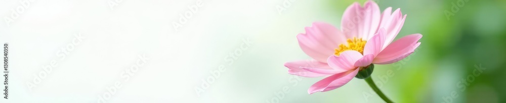 Focused flower with delicate petals on a clean white background, green, single bloom Focused flower with delicate petals on a clean white background, green, single bloom