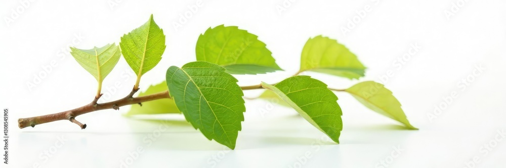 Obraz premium Single beech branch on white surface isolated, beech, leafy, branch