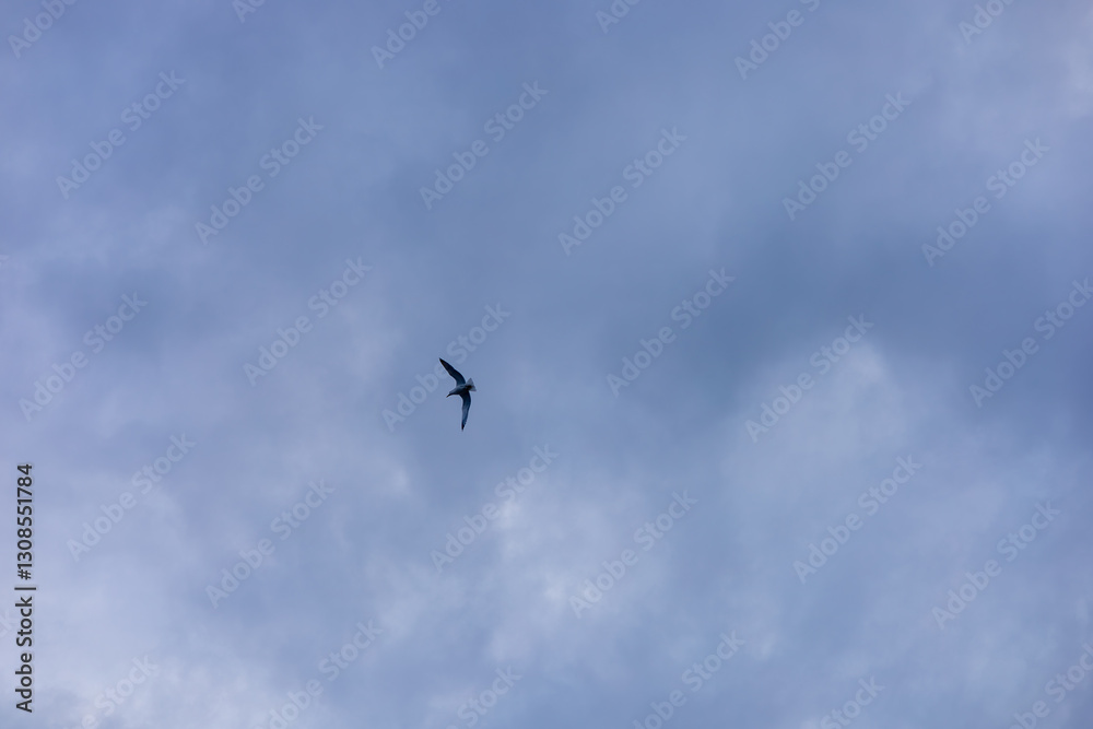Birds soaring through a cloudy sky during dusk in a serene landscape Birds soaring through a cloudy sky during dusk in a serene landscape