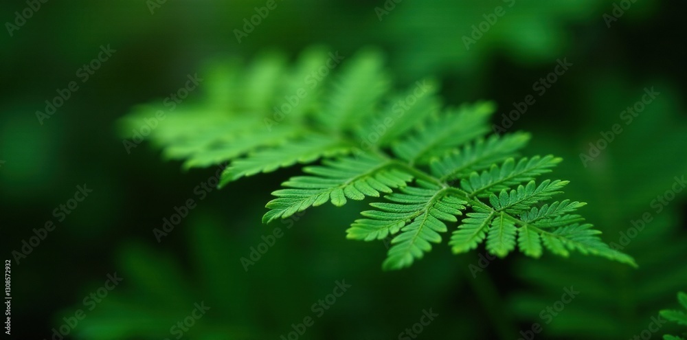Delicate fern-like leaf shape on a tropical forest plant, nature, botanicals, leafy greens Delicate fern-like leaf shape on a tropical forest plant, nature, botanicals, leafy greens
