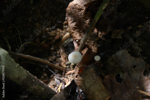 A mushroom that is small, flat, and white is growing on a decaying leaf surface
