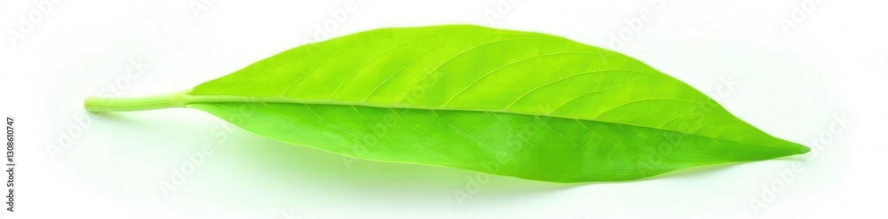 Fresh green leaf isolated on white background, plant, nature Fresh green leaf isolated on white background, plant, nature