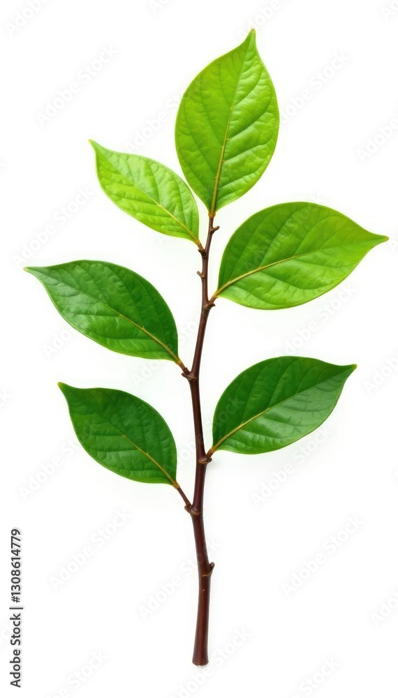 Naklejka premium Single branch with intricate details isolated on white background, tree, twig