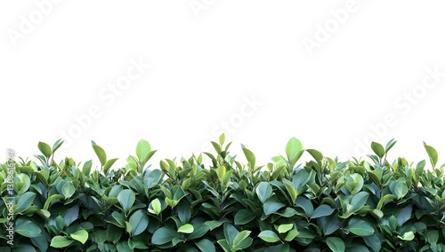 Wallpaper Mural Fresh green leaves hedge isolated Torontodigital.ca