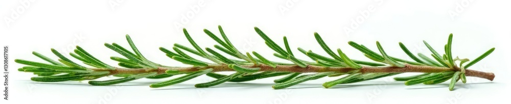 Fototapeta premium Sprigs of fresh rosemary isolated against bright white, nature, sprig, foliage