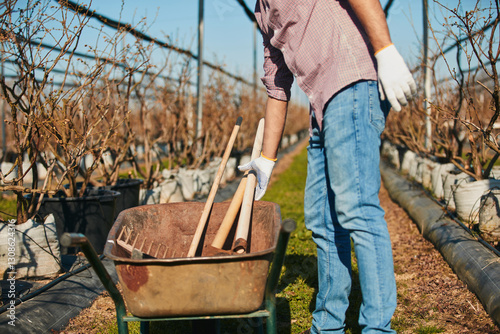 Obraz na płótnie A male gardener with wheelbarrow working in an blueberries organic farm. w salonie