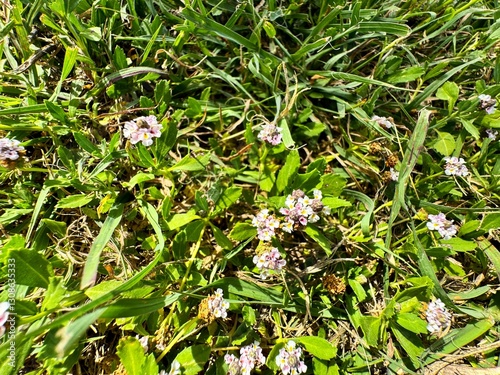 Phyla nodiflora purple-lilac flowers and green leaves in the garden. Commonly known as Lippia, Kurapia, and Frogfruit, is a species of the family Verbenaceae. Ornamental plant for ground cover.
 photo