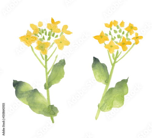 水彩で描いた菜の花