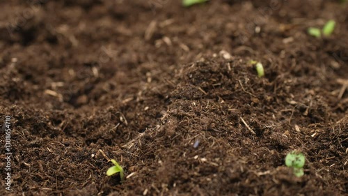 Beauty of nature growth process as seeds germinate and sprout into small plants.
