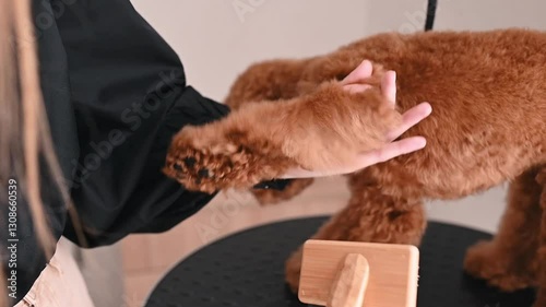 A nervous poodle flinches as a loud dryer blows hot air over its fur Drying anxiety stresses pets, drying discomfort affects behavior and drying noise requires careful handling dog care grooming salon