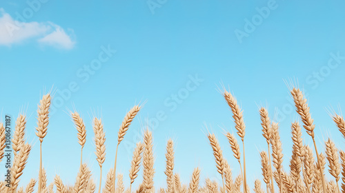 a wheat field on a sunny day with blue sky in background
