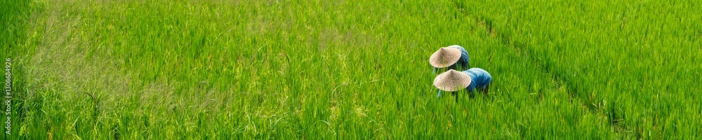 Two farmers wearing traditional straw hats work in a lush green rice field, carefully tending to the crops under the bright sunlight. Two farmers wearing traditional straw hats work in a lush green rice field, carefully tending to the crops under the bright sunlight.