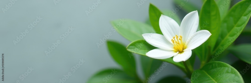 Isolated white flower, vibrant green leaves, muted gray setting, single, natural, wallpaper texture Isolated white flower, vibrant green leaves, muted gray setting, single, natural, wallpaper texture
