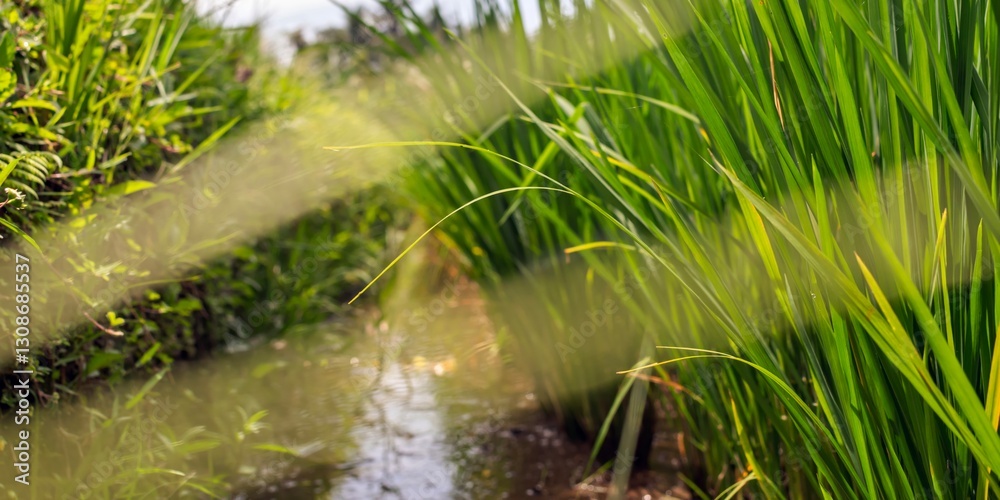 Fototapeta premium Wide-angle shot of lush rice plants growing beside a small water channel, with soft sunlight filtering through the leaves.