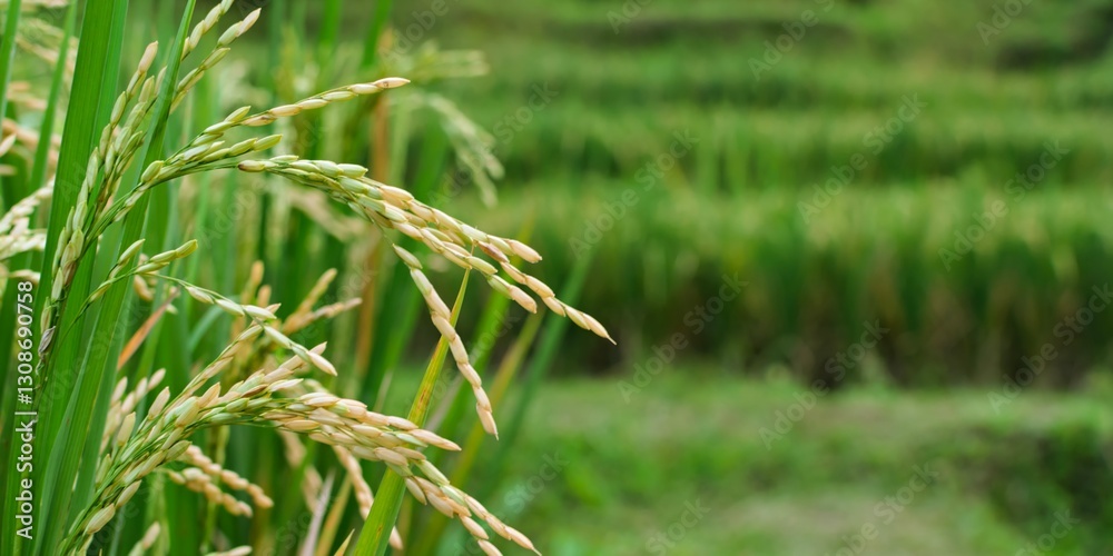 Flexible rice stalks bend against a background of green terraces, depicting the harvest season. Flexible rice stalks bend against a background of green terraces, depicting the harvest season.