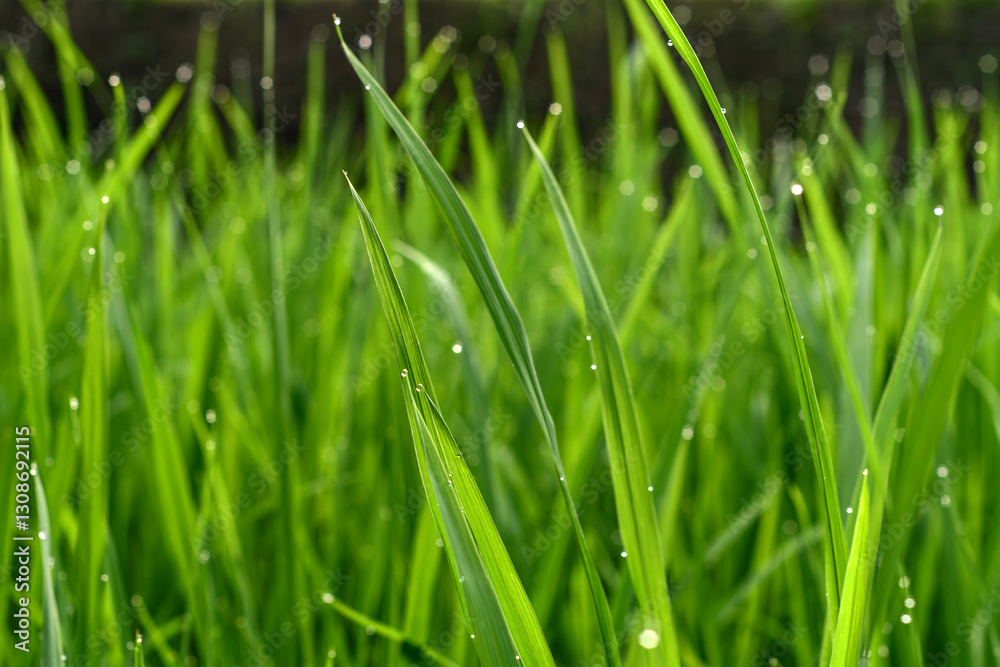 Close-up of vibrant green grass blades with tiny water droplets shining in sunlight, highlighting the beauty of morning freshness. Close-up of vibrant green grass blades with tiny water droplets shining in sunlight, highlighting the beauty of morning freshness.