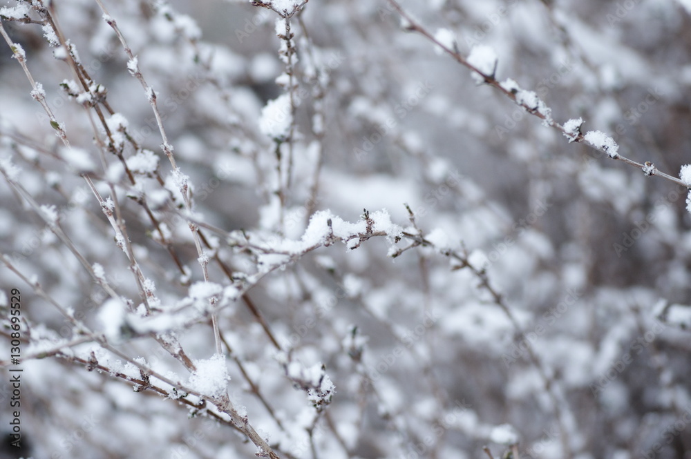 ハクチョウゲの枝に積もった雪 ハクチョウゲの枝に積もった雪