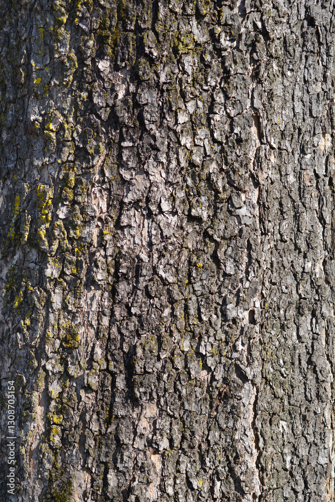 Common catalpa bark detail Common catalpa bark detail