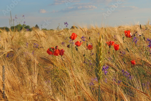 field of poppies